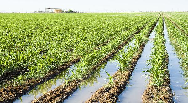 rows of flooded young corn stalks