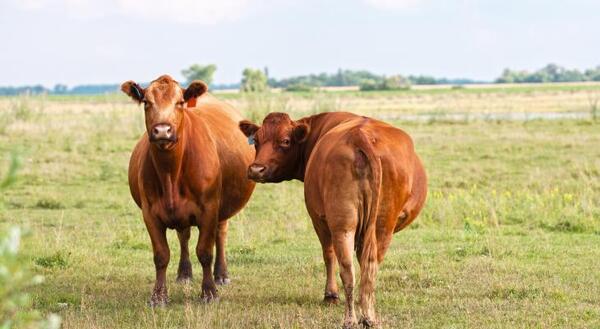 two pregnant red angus cows in a field