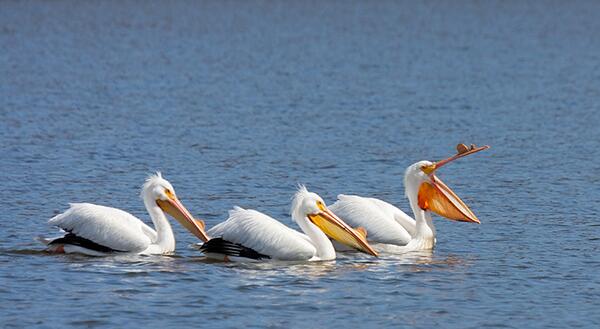 three white pelicans on a lake