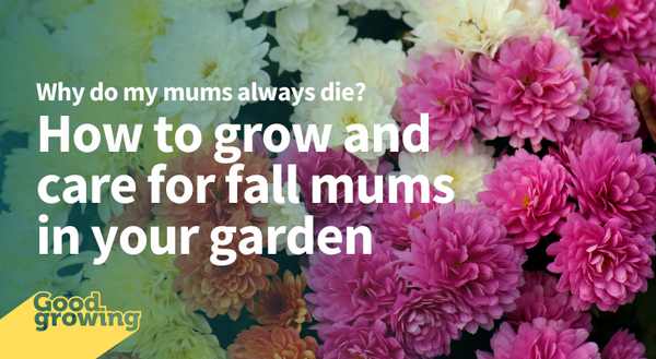 Why do my mums always die? How to grow and care for fall mums in your garden. Yellow, white, orange and pink mum flowers.