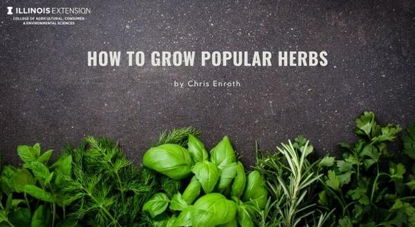 How to grow popular herbs