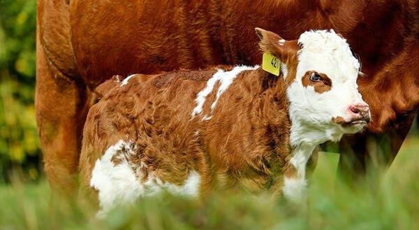 Hereford calf standing next to cow