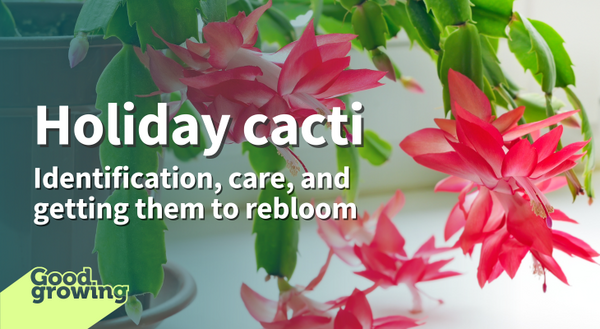 Holiday cacti - Identification, care, and getting them to rebloom. Red tubular flowers of a Thanksgiving cactus emerging from green, toothed stems. 