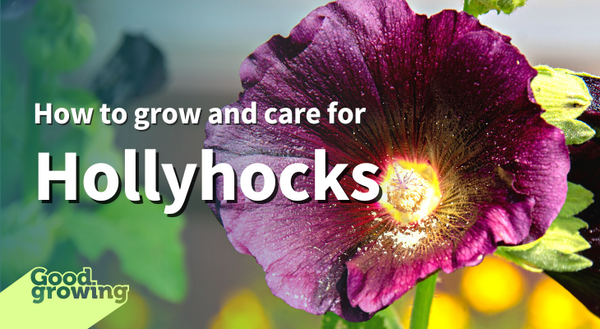How to grow and care for hollyhocks. Dark purple hollyhock flower
