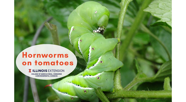 a large tobacco hornworm feeding on a tomato leaf