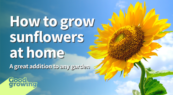 How to grow sunflowers at home - A great addition to any garden. Yellow sunflower and blue sky with white clouds.