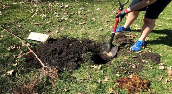 Planting a fruit tree requires digging a hole the size of the roots. 