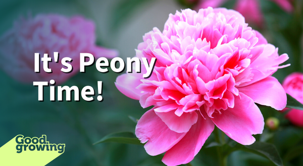 It's Peony Time! Pink peony flower