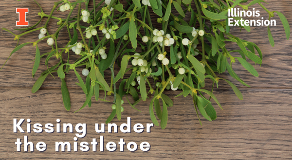 European mistletoe with green leaves and white berries on a wooden table