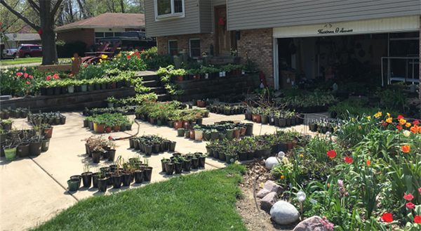 2000 plants for sale displayed in Master Gardener's driveway