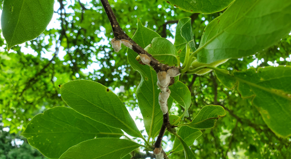 Magnolia scale on a magnolia tree.