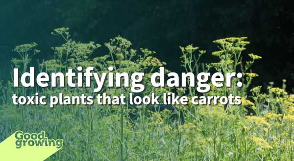 Identifying danger: toxic plants that look like carrots | Good Growing ...