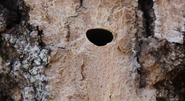 close up photo of insect hole on tree