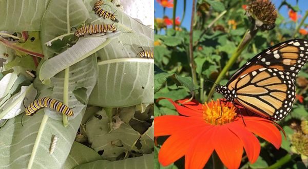 Monarch Caterpillar and Butterfly 