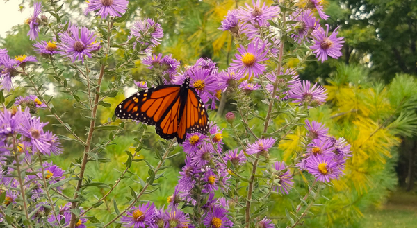 A monarch butterfly on an aster flower.
