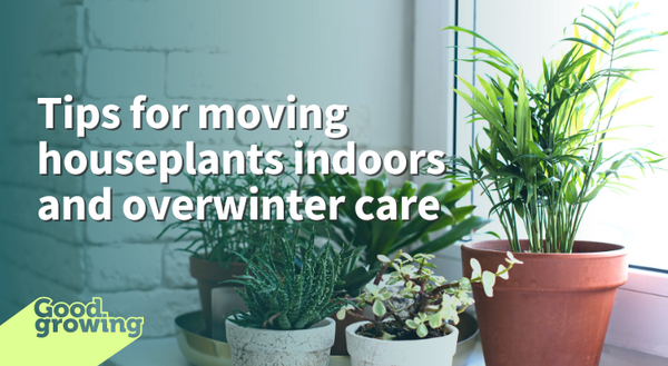 Tips for moving houseplants indoors and overwinter care. A group of houseplants in pots sitting on a windowsill next to a window.