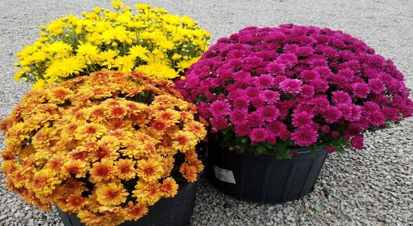 Right now, mums are available at local garden centers in a wide variety of colors.