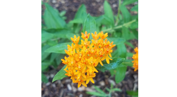 Native butterfly milkweed is a favorite among gardens for its beautiful flowering display and high wildlife value, but native plants are a surprising minority of plant material available for purchase each year in the US. 