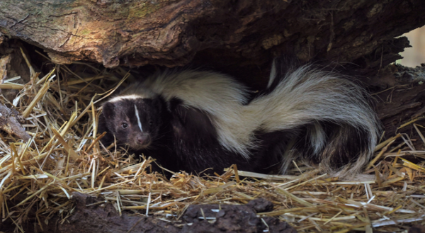 black and white skunk in straw bed