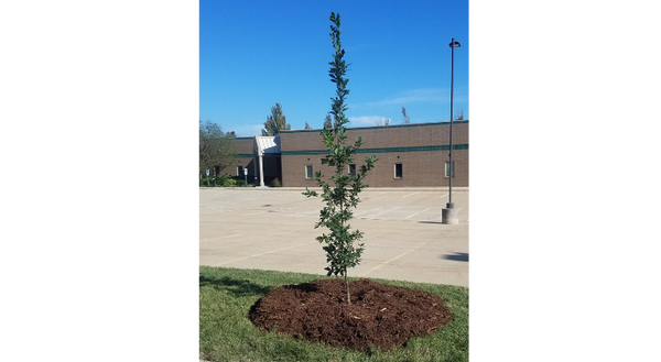 Newly planted urban trees are at risk of mortality if proper after-planting care, such as mulching and watering, is not carefully tended.
