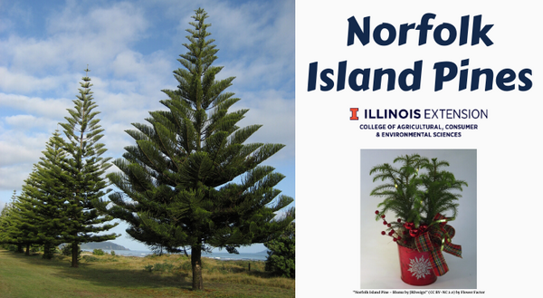large Norfolk Island pines in a landscape and potted Norfolk Island pine