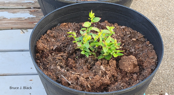 black 20-inch container with berry plant