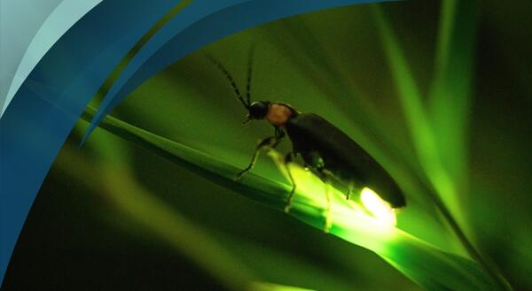 lightning bug glowing on a blade of grass