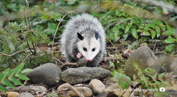 Opossum walking on plants and rocks