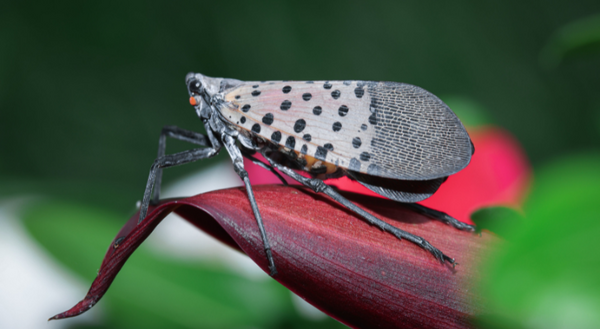 A spotted lanternfly on a red flower.