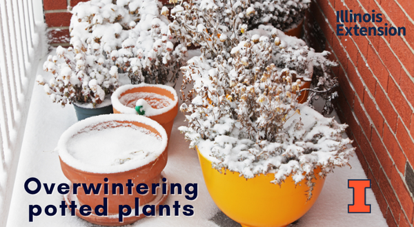pots with dormant plants covered in snow clustered together on a porch