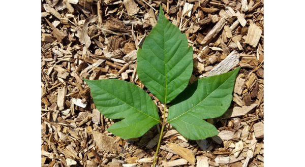 Poison ivy can be tricky to identify in the field, but the “mitten-like” appearance of leaflets that develop a rounded tooth, as pictured here, is a distinguishing feature.