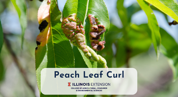 Peach leaf infected with peach leaf curl