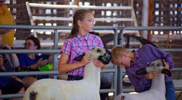4-H youth with her sheep at the livestock show