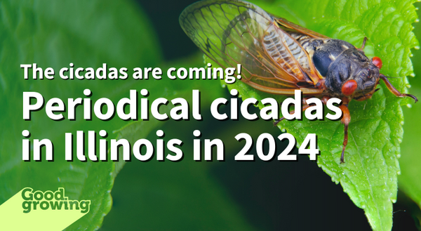 Periodical cicadas in Illinois in 2024. A black cicada with orange wings and red eyes rests on a green leaf
