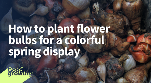 How to plant flower bulbs for a colorful spring display. Different types of spring-blooming bulbs
