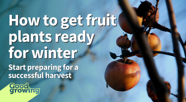 How to get fruit plants ready for winter: Start preparing for a successful harvest. Unharvested apples and apple mummies in an apple tree.