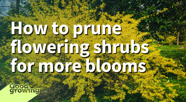 How to prune flowering shrubs for more blooms. Forsythia shrub covered in bright yellow flowers.