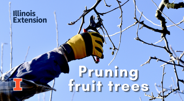 Person holding pruners getting ready to prune branch off a fruit tree