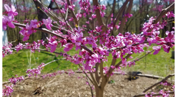 Redbud is a fantastic spring-flowering tree offering the best floral display of any Illinois native tree.