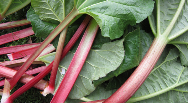 Red rhubarb with large green leaves