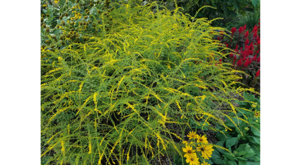Solidago rugosa ‘Fireworks’ is a cultivar of our native wrinkle-leaved goldenrod that provides a spectacular display of fireworks-like flowers for up to 2 months in late summer and fall.