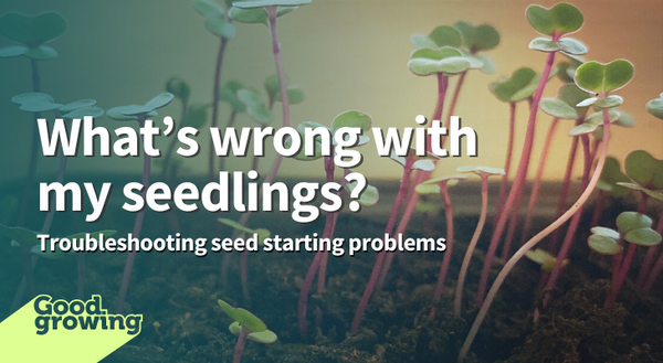 What’s wrong with my seedlings? Troubleshooting seed starting problems. Leggy plants reaching for light. 