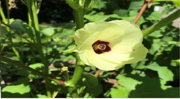 The okra plant produces cream colored flowers. Once pollinated, these will produce the okra pods to harvest and cook.