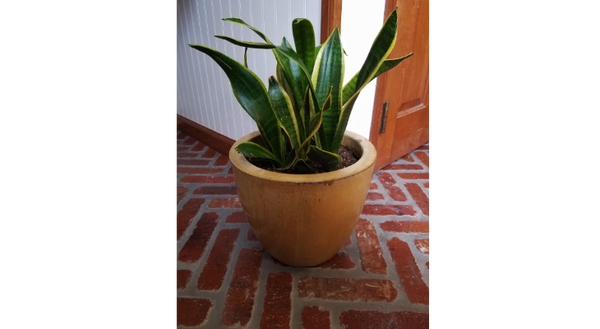 Snake plant is a very common houseplant that is easy to care for making it an excellent plant gift for your Valentine this year.