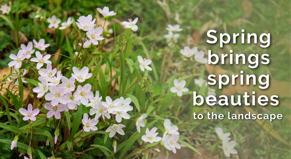 Spring brings spring beauties to the landscape - a clump of blooming spring beauty plants in turf