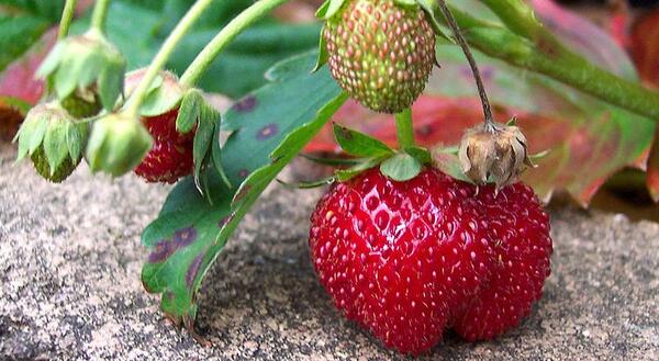 Ripe and Unripe Strawberry Closeup. Photo Credit: Enoch Lau, Wikicommons