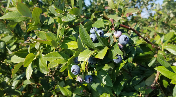 The blueberry, commonly known as one of our “superfoods”, was not grown in cultivation until 1912 due a previous lack of understanding about their very specific soil requirements. 