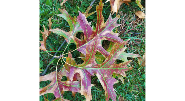 This pin oak tree tested positive for bacterial leaf scorch and displays the most distinctive symptoms characterized by brown leaf margins, a colorful band and green tissue along leaf veins.