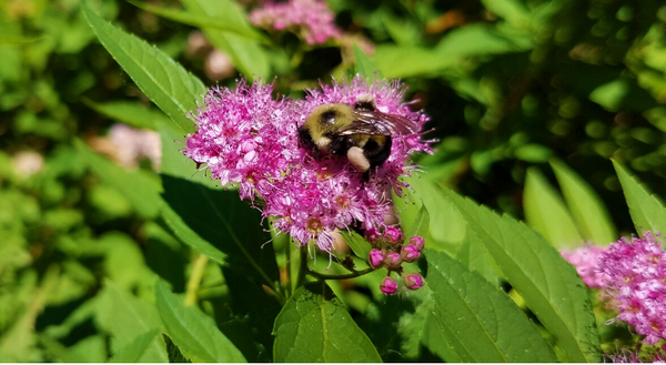 This two-spotted bumble bee forages pollen on the flower of a spirea shrub