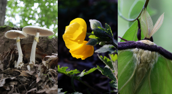 Photos of mushrooms, Celendine poppy and Luna moth by Chris Evans